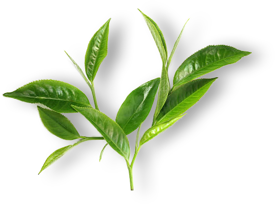 healthy-green-tea-leaf